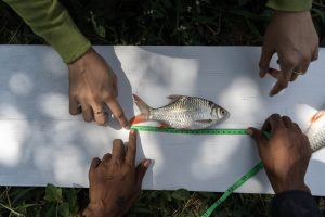 Pengukuran ikan dalam sensus Kali Surabaya 2026