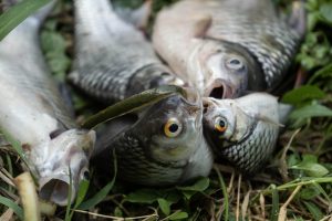 Ikan hasil sensus Kali Surabaya 2026