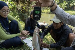 Penimbangan ikan dalam sensus Kali Surabaya 2026