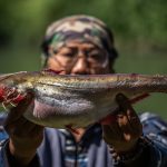 Ikan Jendil hasil sensus ikan Kali Surabaya 2026