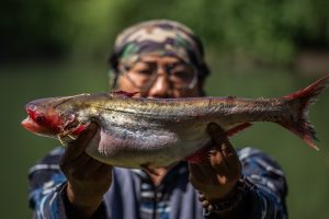 Ikan Jendil hasil sensus ikan Kali Surabaya 2026