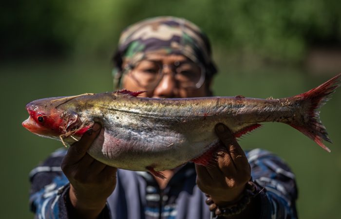 Ikan Jendil hasil sensus ikan Kali Surabaya 2026